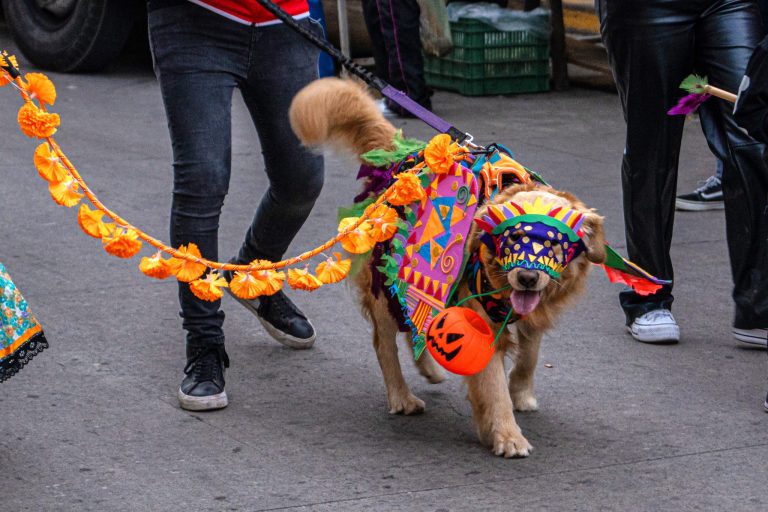 Inicia una «Fiesta de Recuerdos» en Zacapoaxtla